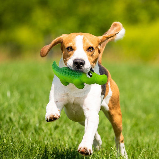 Dog running on grass with a green toy in its mouth